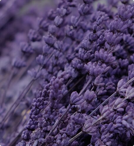 Lavender від Demure Home у преміальному інтер’єрі