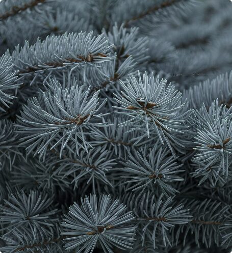 Аромат Blue Spruce для дому